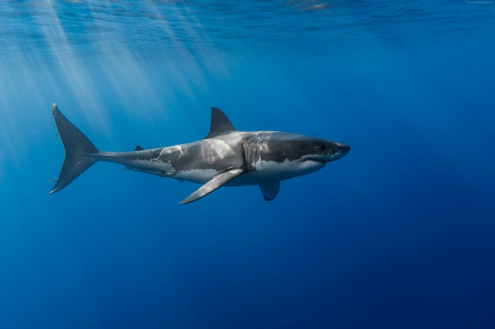Great White Shark swimming underwater