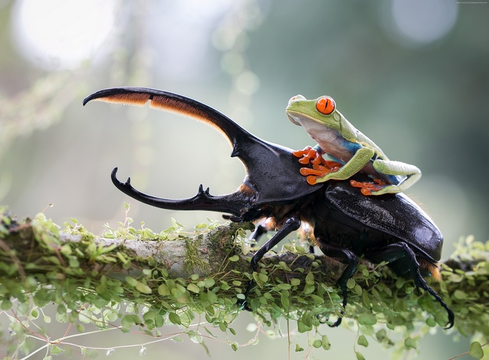 Red-eyed tree frog riding a stag beetle on a branch