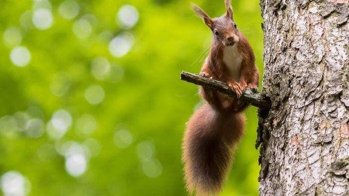 Red squirrel perched on a branch in front of blurred green foliage