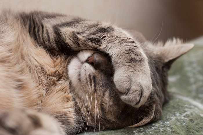 Close up of a sleeping tabby cat covering its face