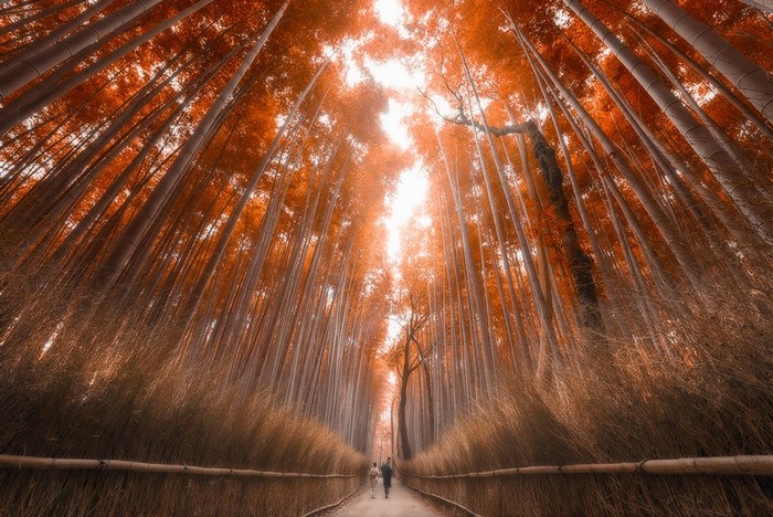 Bamboo forest in Japan during autumn with sunlight