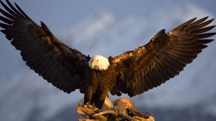Majestic Bald Eagle with Wings Spread Wide