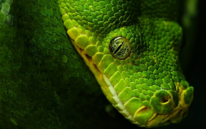Close up of a green snake's head and eye