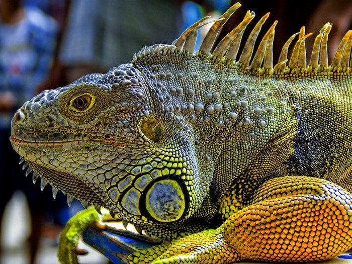 Close up of a green and yellow iguana reptile