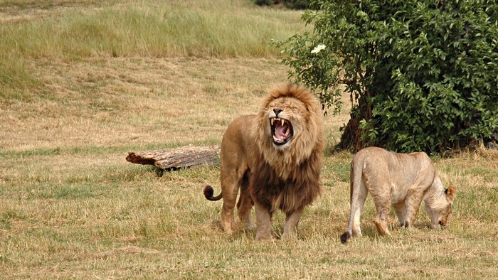 Lion roaring with lioness grazing in grassland