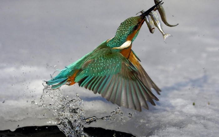 Kingfisher bird catching fish from water
