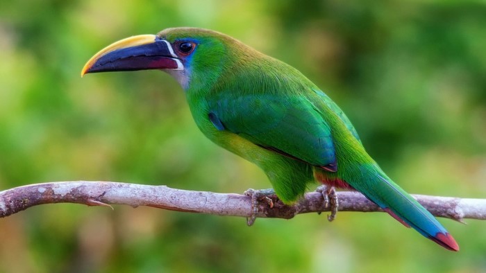 Green bird with a large beak perched on a branch