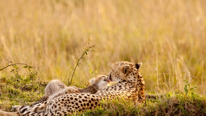 Mother cheetah grooming her cub in tall grass
