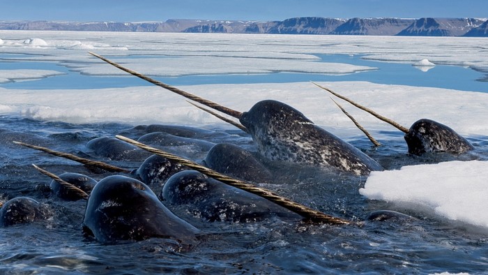 Narwhals swimming in Arctic waters with ice floes