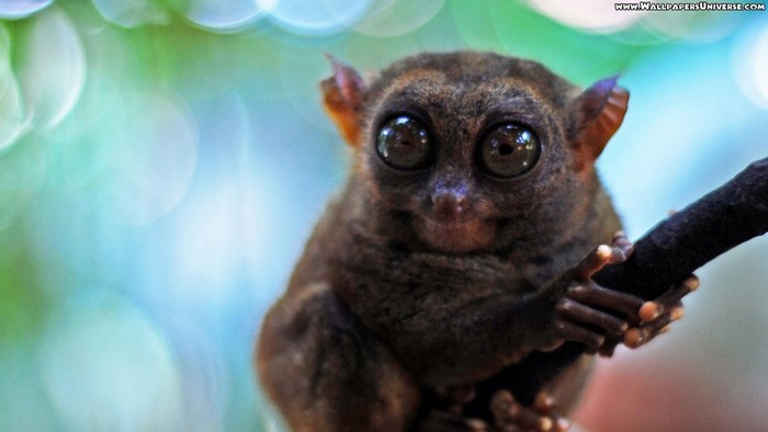 Tarsier with large eyes on a branch