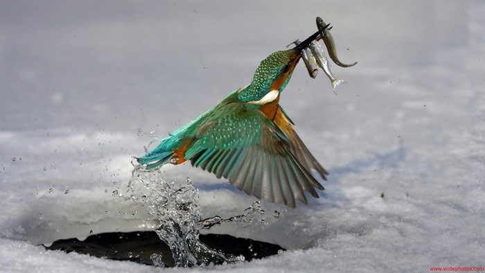 Kingfisher bird catching fish in icy water