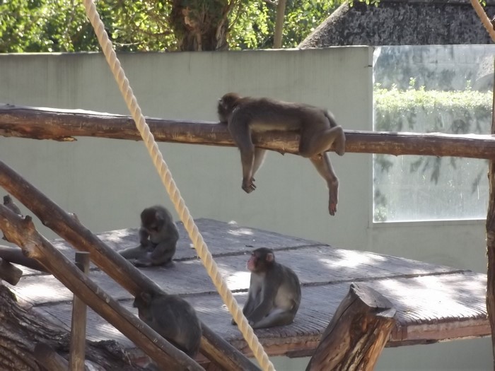Monkeys resting on wooden structures in a zoo