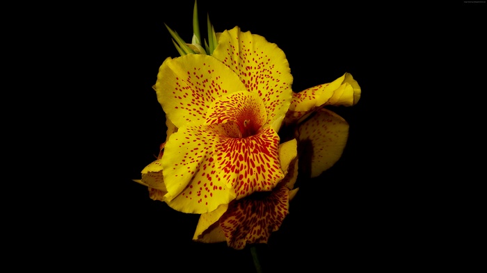 Yellow Canna Lily Flower with Red Spots 4K