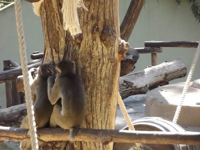 Two monkeys sitting on a branch in a zoo