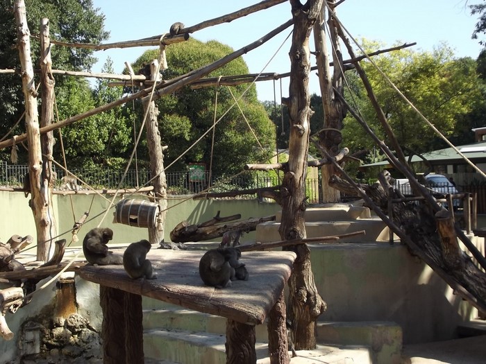 Monkeys in a zoo enclosure with wooden structures