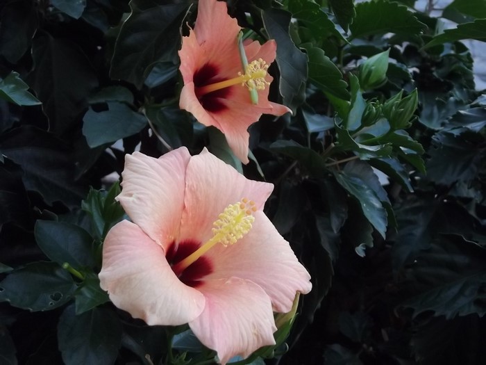 Two pink hibiscus flowers with dark centers