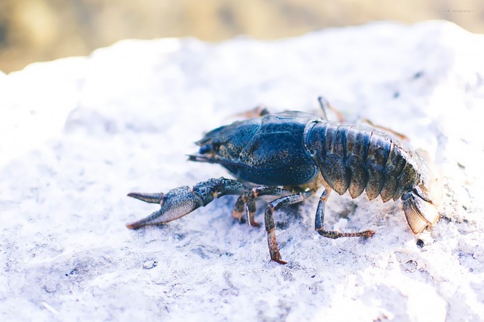 Close up of a dark blue crayfish on a white rock