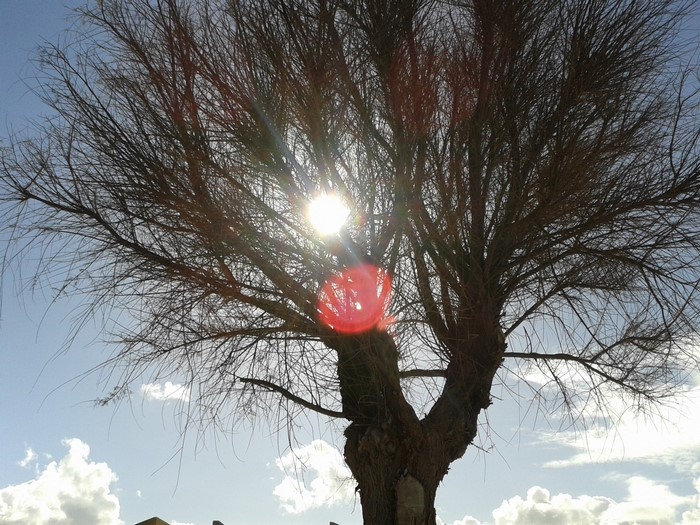 Bare tree branches with sun shining through
