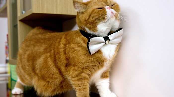 Orange and white cat wearing a bow tie