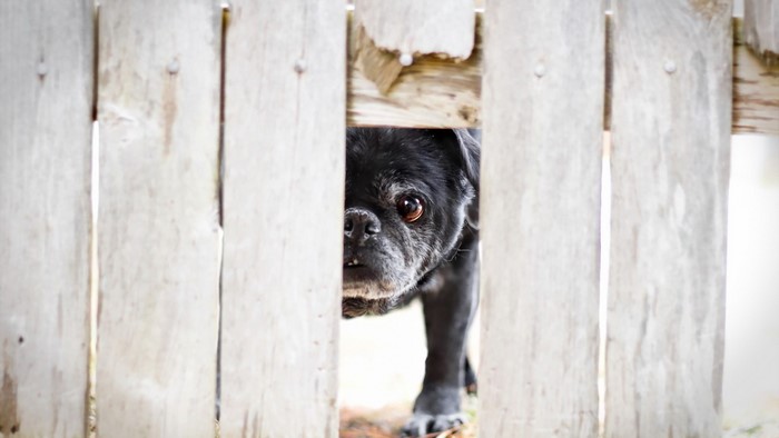 Black pug peeking through a wooden fence