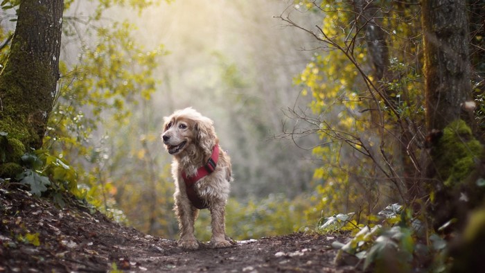 Dog wearing a red harness in a forest