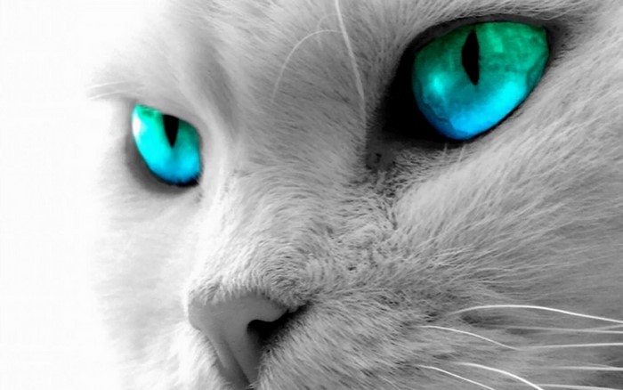 Close up of a white cat's face with blue eyes
