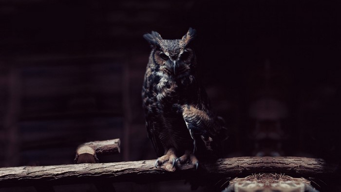 A great horned owl perched on a branch