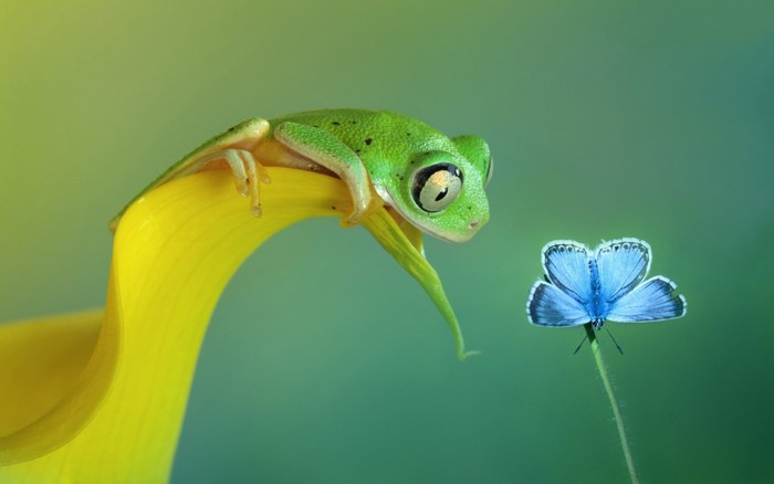 Green frog on yellow petal looking at blue butterfly