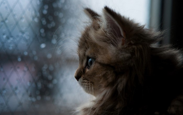 Kitten looking out a window with water drops
