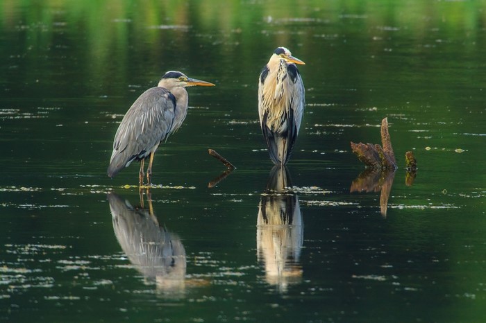 Two herons standing in water with reflections