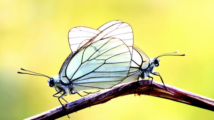 Two white butterflies mating on a branch