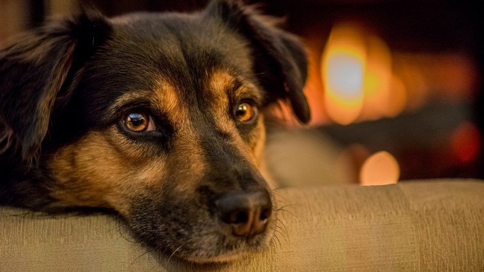 Close up of a dog's face with bokeh background