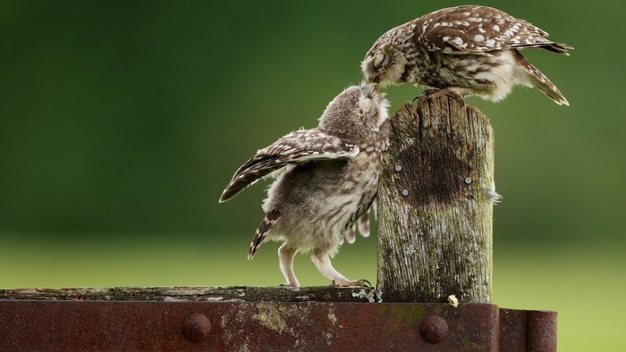 Two little owls on a wooden post