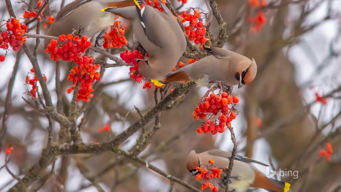 Bohemian waxwings eating berries on a branch