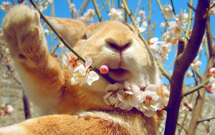 Close-up of a rabbit with flowers in its fur