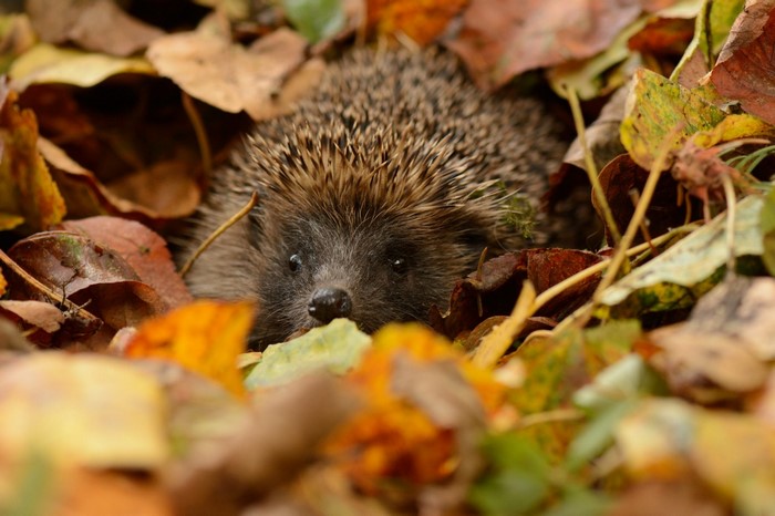 Hedgehog nestled in autumn leaves