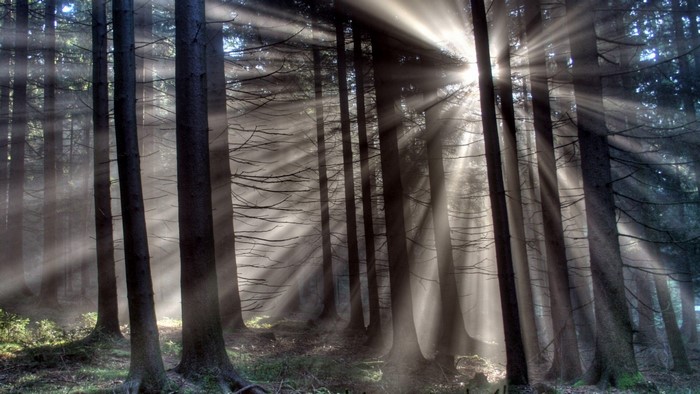 Sun rays filtering through a dark forest