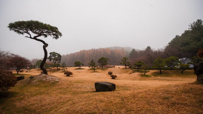 A lone, windswept pine tree in a misty landscape