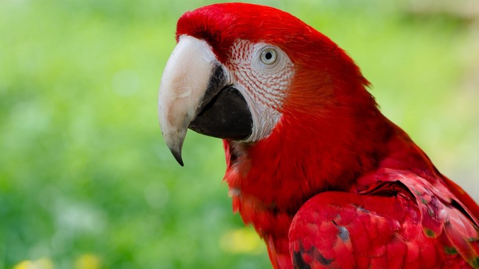 Close-up of a red macaw parrot