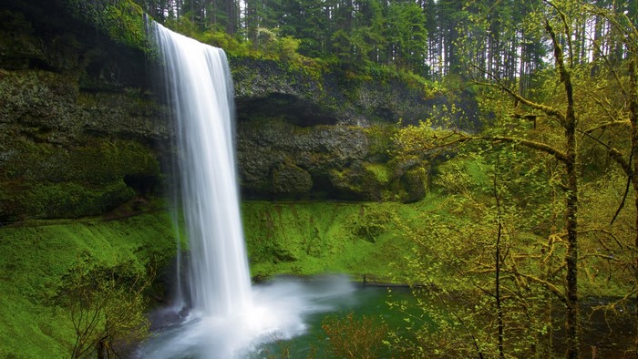 Waterfall cascading into a pool in a lush green forest