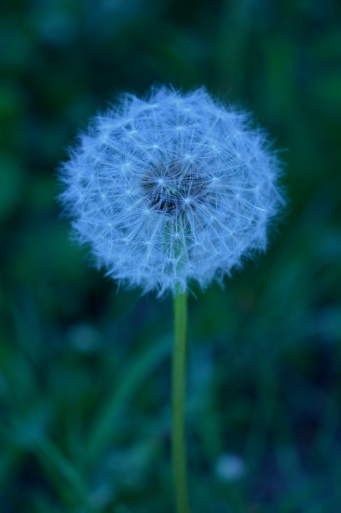 Close-up of a dandelion seed head with a green background