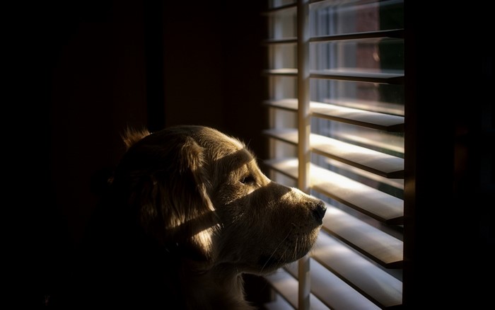 Golden Retriever looking through window blinds