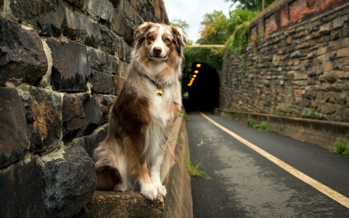 Australian Shepherd dog sitting by a stone wall near a tunnel
