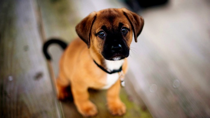 Puppy sitting on a wooden surface