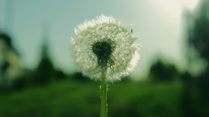 Macro shot of a dandelion with a bug