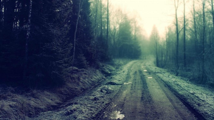 Misty forest road with frost and trees