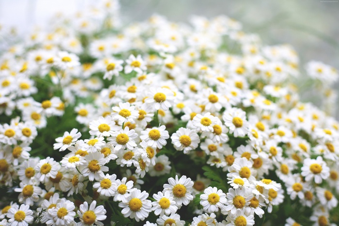 Field of white daisies with yellow centers
