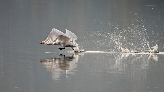Swan taking flight from water with splashes