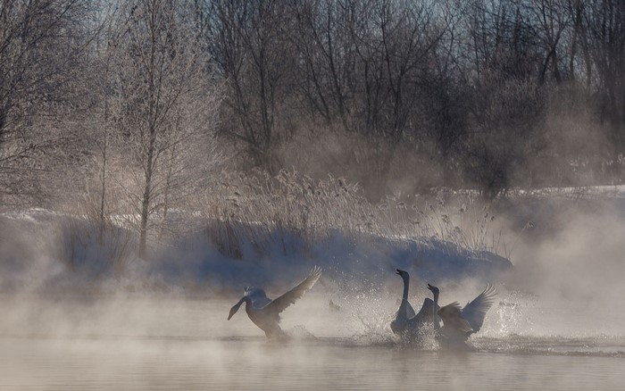 Swans on a Misty Winter Morning