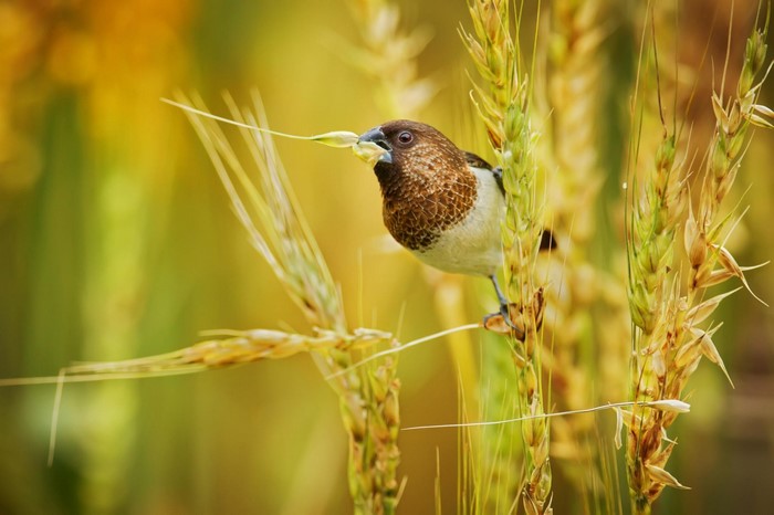 A small bird perches on a wheat stalk with a seed in its beak.